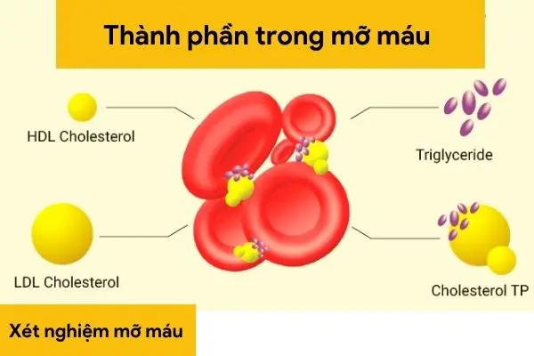 Cac-thanh-phan-co-trong-mo-mau-gom-hdl-c-ldl-c-cholesterol-toan-phan-va-triglyceride.webp