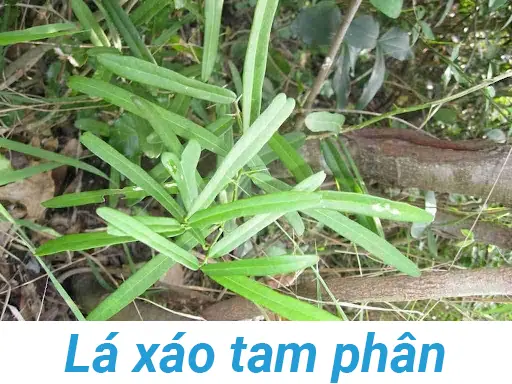 La-xao-tam-phan-ho-tro-phong-chong-ung-thu-cho-nguoi-su-dung
