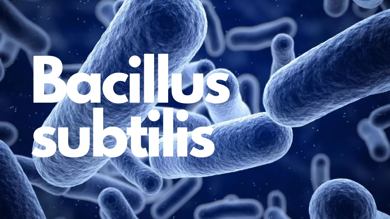 bacillus-subtilis-co-tac-dung-truc-tiep-dung-giai-mot-so-loai-vi-khuan-proteus-gay-benh-trong-duong-ruot.webp