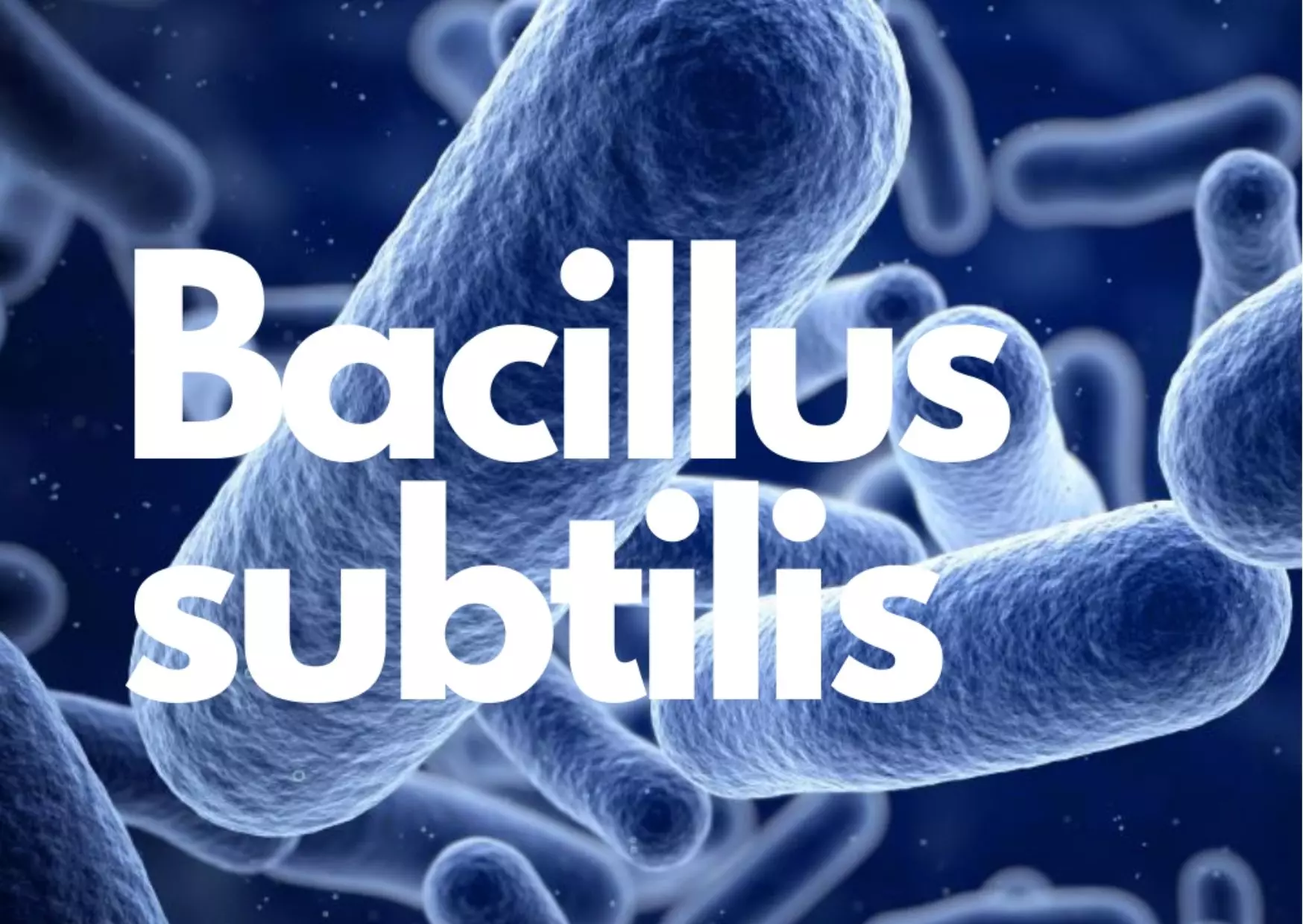 men-vi-sinh-chua-bacillus-subtilis-co-tac-dung-tot-trong-dieu-tri-tieu-chay.webp