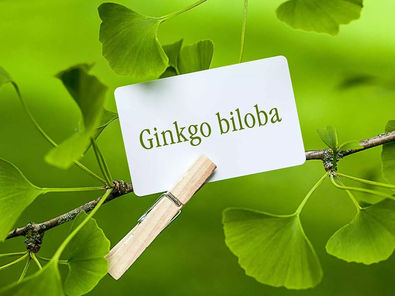 Cách dùng Ginkgo Biloba chữa ù tai để có hiệu quả tốt nhất