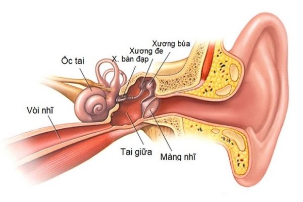 Viêm da cơ địa là nguyên nhân khiến tai chảy mủ vàng