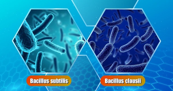 Men vi sinh chứa lợi khuẩn Bacillus clausii và Bacillus subtilis giúp cải thiện rối loạn tiêu hóa ở trẻ em