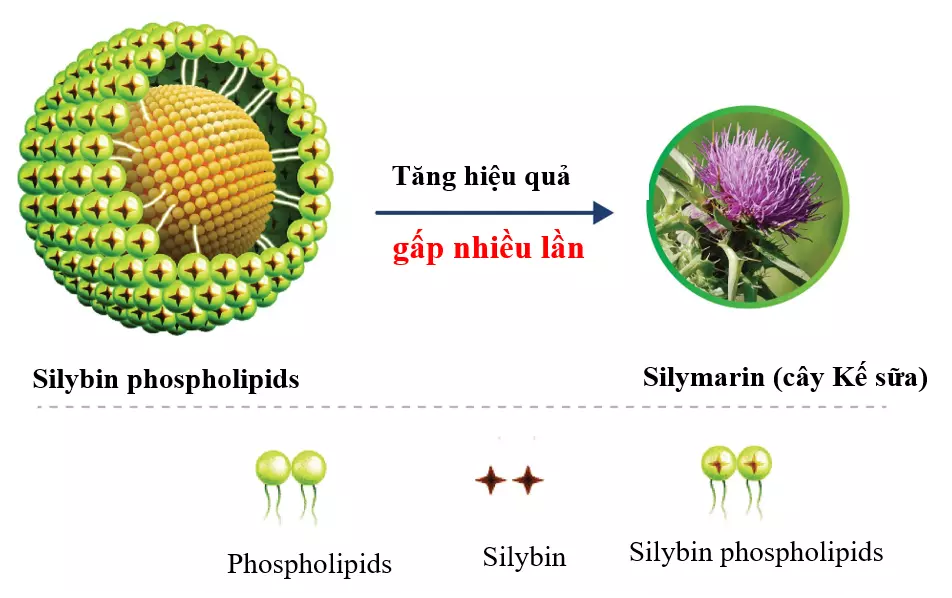 Silybin-phospholipids-giup-giam-sung-ty-the-va-tang-cuong-chuyen-hoa-tai-gan.webp