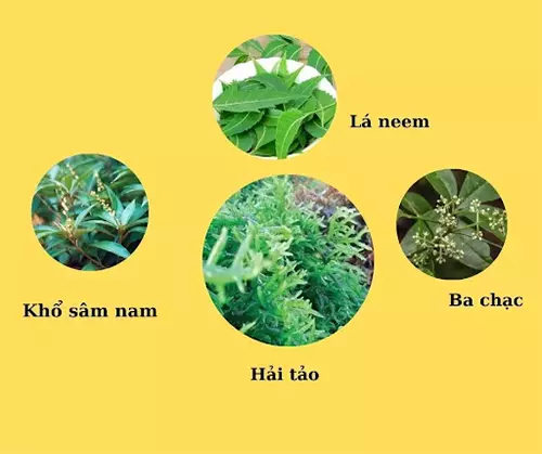 Thao-duoc-giup-cai-thien-chung-cuong-giap-an-toan-hieu-qua.webp