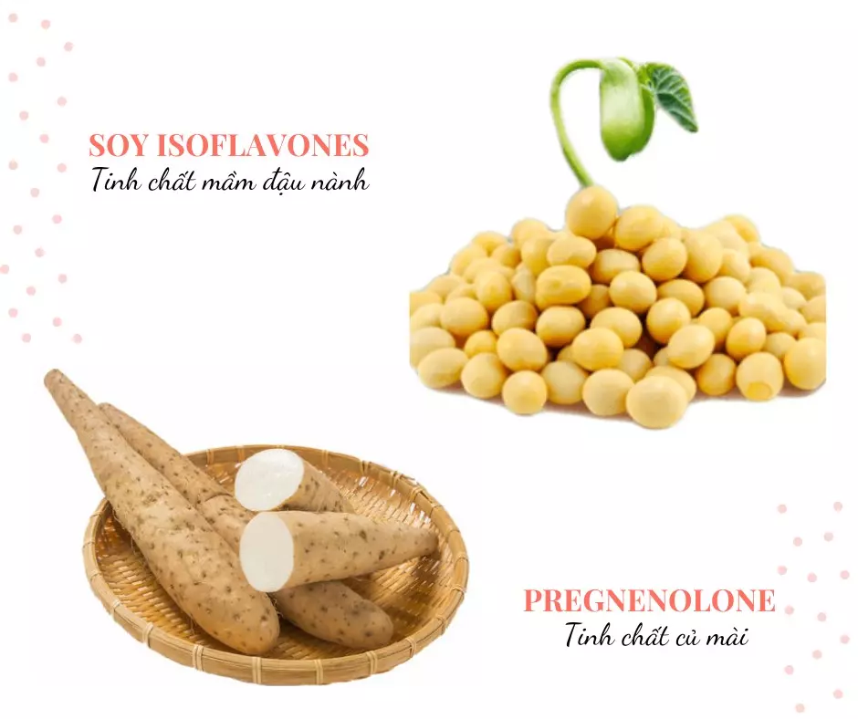 Sản phẩm chứa soy isoflavones và pregnenolone giúp cân bằng nội tiết tố theo nhu cầu cơ thể, không gây dư thừa