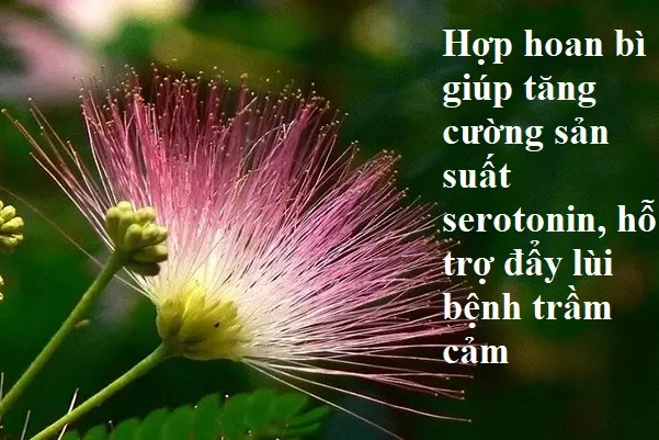 Hop-hoan-bi-co-tac-dung-tang-cuong-san-xuat-chat-dan-truyen-than-kinh-serotonin-ho-tro-day-lui-benh-tram-cam-o-hoc-sinh.
