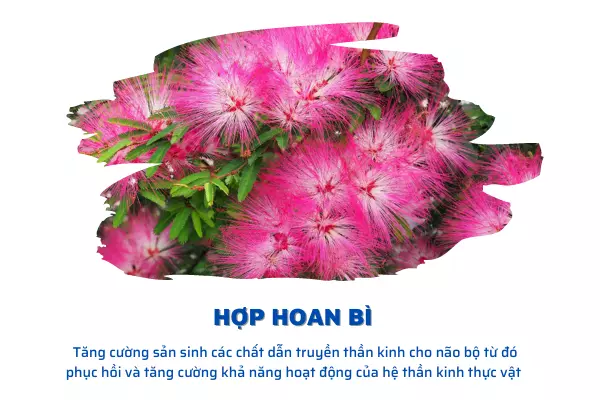 Hop-hoan-bi-Mot-thao-duoc-ua-chuong-trong-day-lui-roi-loan-than-kinh-thuc-vat