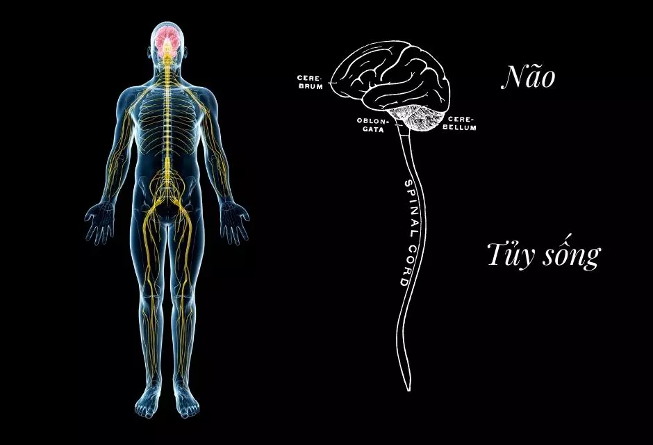 Hệ thần kinh trung ương - Vai trò và các bệnh liên quan
