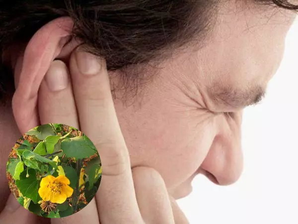 Cây cối xay chữa ù tai, điếc tai có hiệu quả thật không?