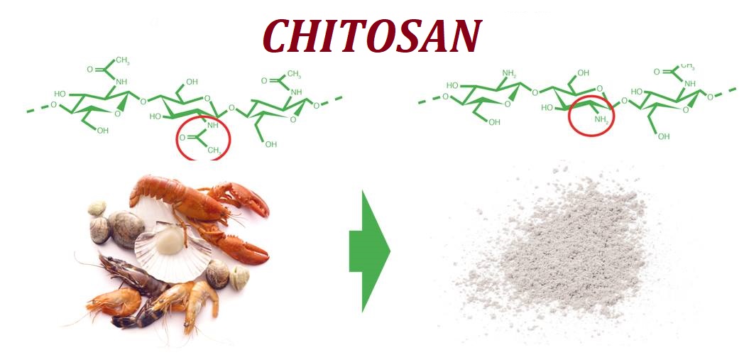 Chitosan giúp cải thiện bệnh vảy nến