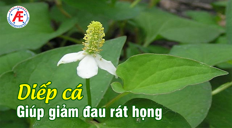 Diếp cá giúp giảm đau rát họng