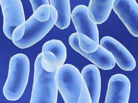 Bacillus subtilis là gì? Vì sao nên chọn sản phẩm chứa vi khuẩn Bacillus subtilis khi con bị loạn khuẩn đường ruột?
