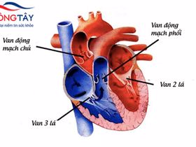 Bệnh van tim: nguyên nhân, triệu chứng, cách điều trị