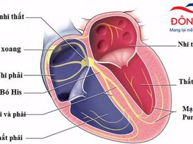 7 điều về rối loạn nhịp tim bạn cần biết để phòng, trị bệnh