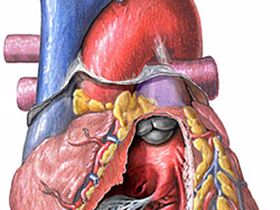 Loạn nhịp tim - nguyên nhân, triệu chứng và các mối liên quan