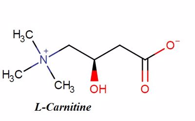 Tác dụng của L-carnitin trong cơ thể 