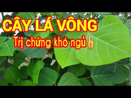  Lá vông nem cải thiện chứng mất ngủ 