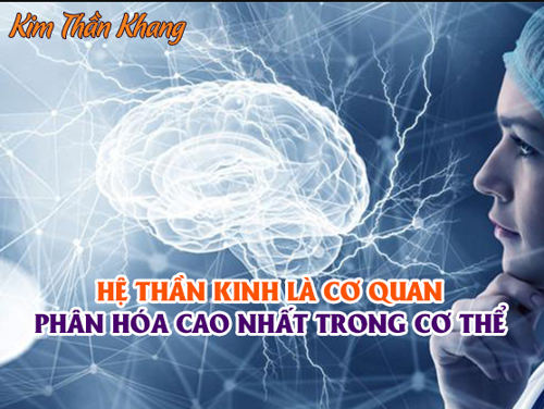 TOP 5 SIÊU THỰC PHẨM TỐT CHO HỆ THẦN KINH - DÀNH NGAY 2 PHÚT ĐỂ ĐỌC!