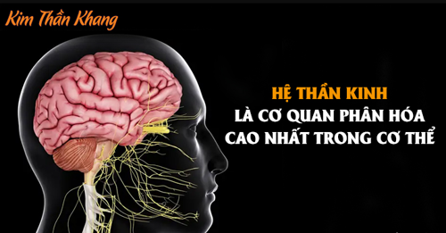 HỌC SINH CẦN LÀM GÌ ĐỂ CÓ HỆ THẦN KINH KHỎE MẠNH TRONG GIAI ĐOẠN ÔN THI - GIẢI PHÁP THẢO DƯỢC MỚI GIÚP NÂNG CAO SỨC KHỎE THẦN KINH!