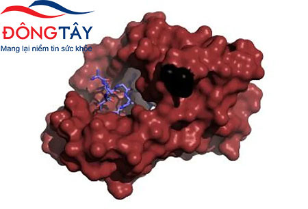 Mo-hinh-3D-cua-protein-Calmodulin-bi-gay-dot-bien