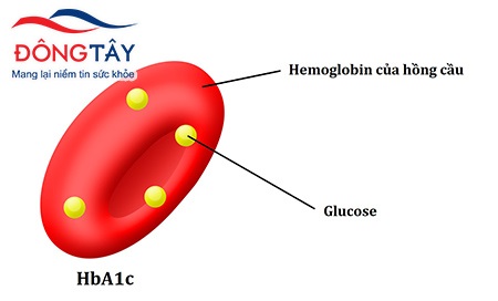 HbA1c-la-luong-duong-trong-mau-gan-voi-Hemoglobin-cua-hong-cau