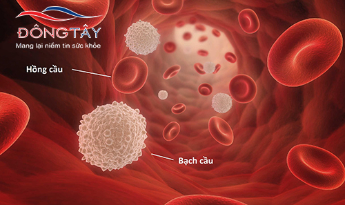    Bạch cầu là tế bào miễn dịch, một thành phần của máu giúp cơ thể phòng chống vi khuẩn virus.