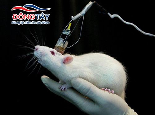 Thử nghiệm điều trị thành công bệnh tiểu đường trên chuột bằng tế bào gốc