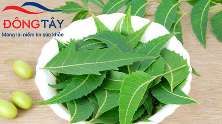 Lá neem – vị thuốc nam trị tiểu đường được sử dụng phổ biến