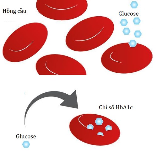 Chỉ số HbA1c cho biết đường glucose gắn với nhân hemoglobin của hồng cầu