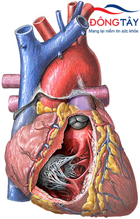 Cần biết về loạn nhịp tim để điều trị hiệu quả